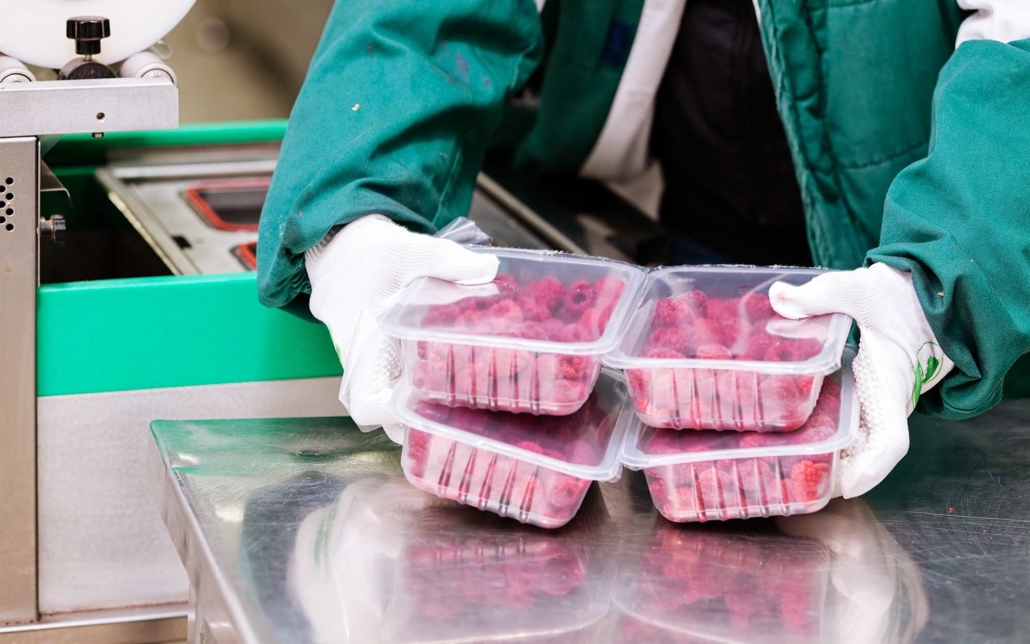 Person packaging raspberries for commercial distribution