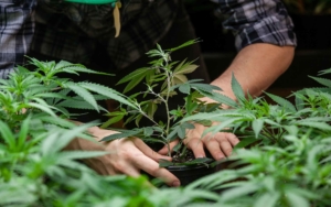 person-examining-Marijuana-plants-in-the-Cultivation-and-Extraction-process